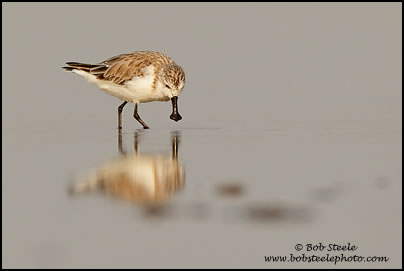 Spoonbill Sandpiper (Eurynorhynchus pygmeus)