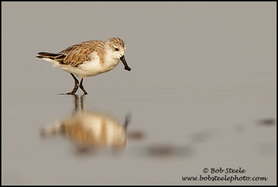 Spoonbill Sandpiper (Eurynorhynchus pygmeus)