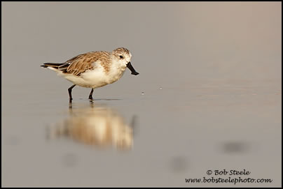 Spoonbill Sandpiper (Eurynorhynchus pygmeus)