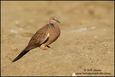 Spotted Dove (Streptopelia chinensis)