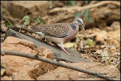 Spotted Dove (Streptopelia chinensis)