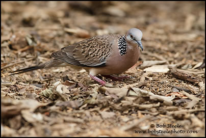 Spotted Dove (Streptopelia chinensis)