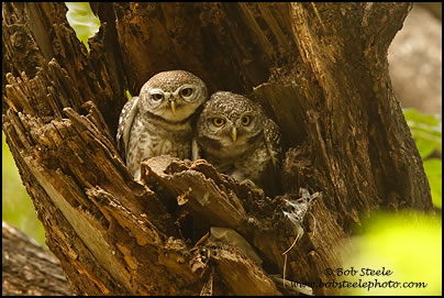 Spotted Owlet (Athene brama)