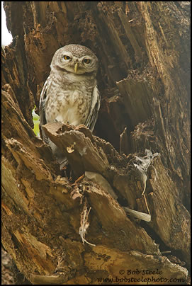 Spotted Owlet (Athene brama)
