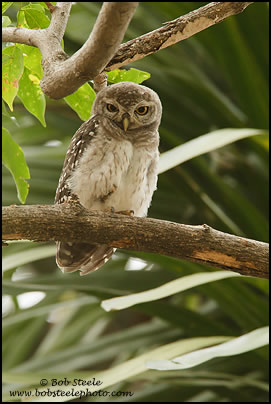 Spotted Owlet (Athene brama)