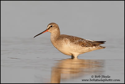 Spotted Redshank (Tringa erythropus)