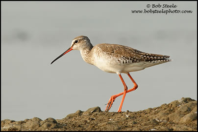 Spotted Redshank (Tringa erythropus)