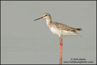 Spotted Redshank (Tringa erythropus)