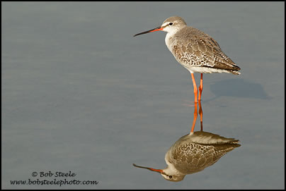 Spotted Redshank (Tringa erythropus)
