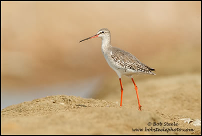 Spotted Redshank (Tringa erythropus)