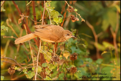 Streak-eared Bulbul (Pycnonotus blanfordi)