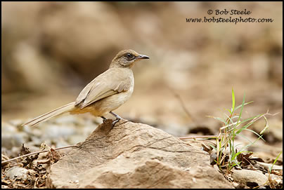 Streak-eared Bulbul (Pycnonotus blanfordi)