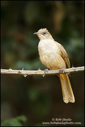 Streak-eared Bulbul (Pycnonotus blanfordi)
