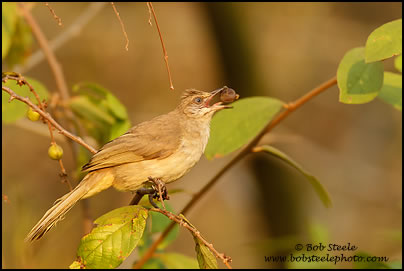 Streak-eared Bulbul (Pycnonotus blanfordi)