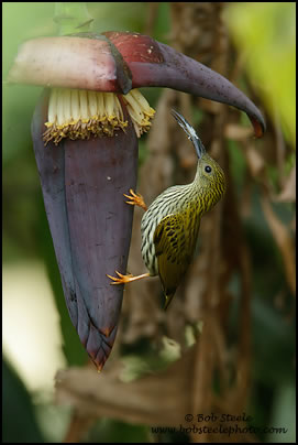Streaked Spiderhunter (Arachnothera magna)