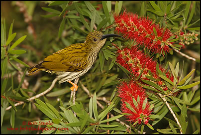 Streaked Spiderhunter (Arachnothera magna)