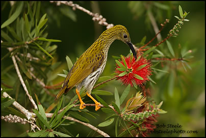 Streaked Spiderhunter (Arachnothera magna)