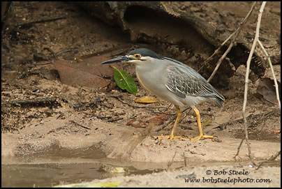 Striated Heron (Butorides striatus)