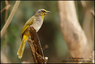 Stripe-throated Bulbul (Pycnonotus finlaysoni)