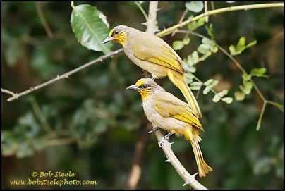 Stripe-throated Bulbul (Pycnonotus finlaysoni)