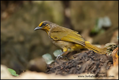 Stripe-throated Bulbul (Pycnonotus finlaysoni)