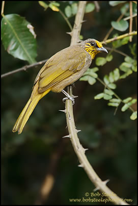 Stripe-throated Bulbul (Pycnonotus finlaysoni)