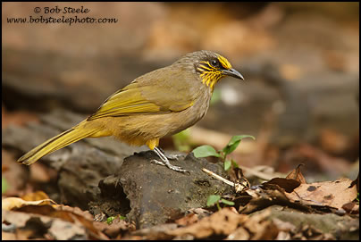 Stripe-throated Bulbul (Pycnonotus finlaysoni)