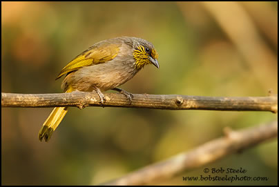 Stripe-throated Bulbul (Pycnonotus finlaysoni)