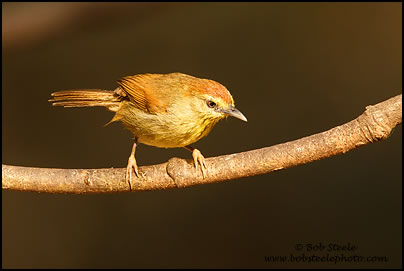 Striped Tit-Babler (Macronous gularis)