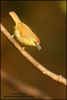 Striped Tit-Babler (Macronous gularis)