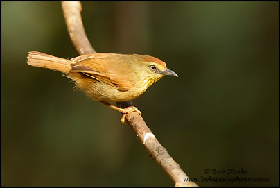 Striped Tit-Babler (Macronous gularis)