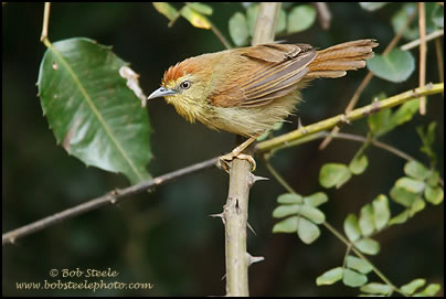 Striped Tit-Babler (Macronous gularis)