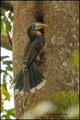 Tickell's Brown Hornbill (Anorrhinus tickelli)
