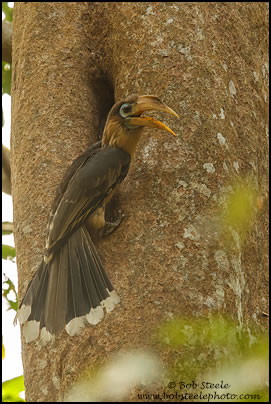 Tickell's Brown Hornbill (Anorrhinus tickelli)