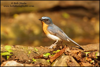 Tickell's Blue-Flycatcher (Cyornis tickelliae)