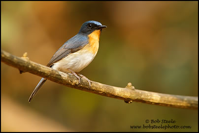 Tickell's Blue-Flycatcher (Cyornis tickelliae)