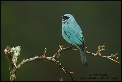 Verditer Flycatcher (Eumyias thalassina)