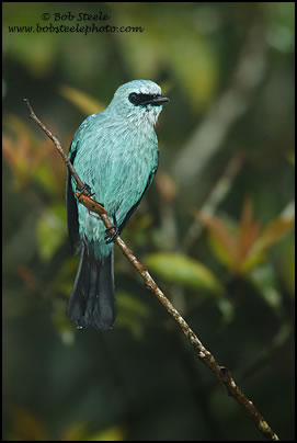 Verditer Flycatcher (Eumyias thalassina)