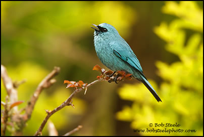 Verditer Flycatcher (Eumyias thalassina)