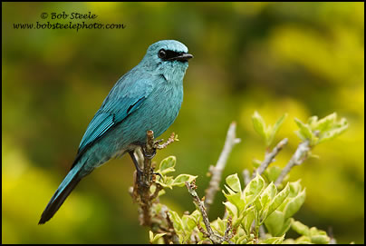 Verditer Flycatcher (Eumyias thalassina)