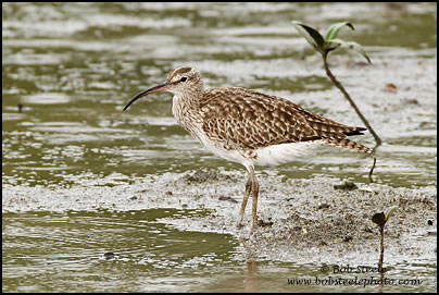 Whimbrel (Numenius phaeopus)