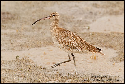 Whimbrel (Numenius phaeopus)