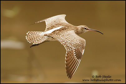 Whimbrel (Numenius phaeopus)