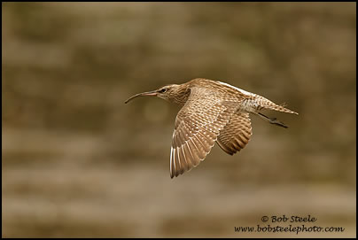 Whimbrel (Numenius phaeopus)
