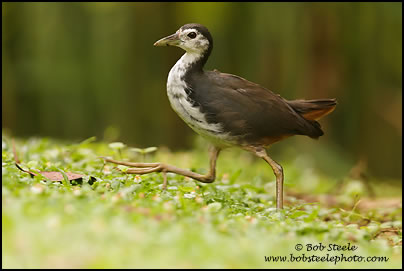 White-breasted Waterhen(Amaurornis phoenicurus)