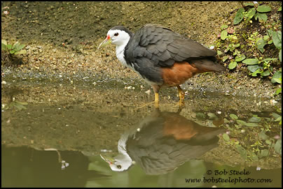 White-breasted Waterhen(Amaurornis phoenicurus)