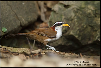 White-browed Scimitar-Babbler (Pomatorhinus schisticeps)
