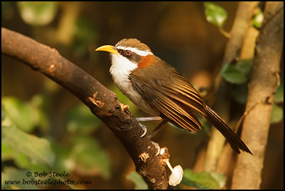 White-browed Scimitar-Babbler (Pomatorhinus schisticeps)