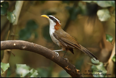 White-browed Scimitar-Babbler (Pomatorhinus schisticeps)