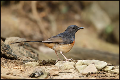 White-rumped Shama (Copsychus malabaricus)